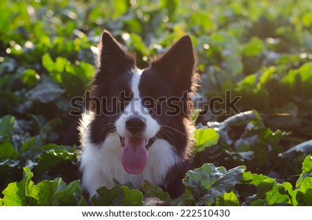 portrait of dog in the field