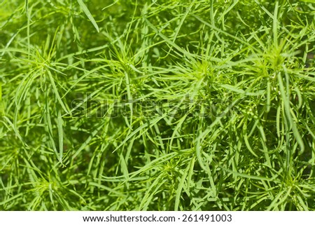 large amount of green grass with thin leaves