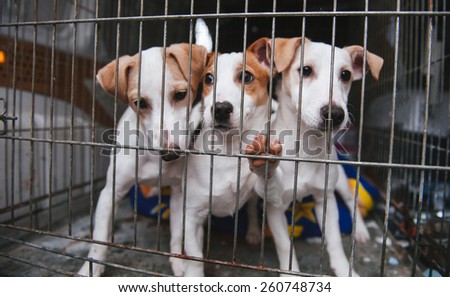 Puppies in a cage