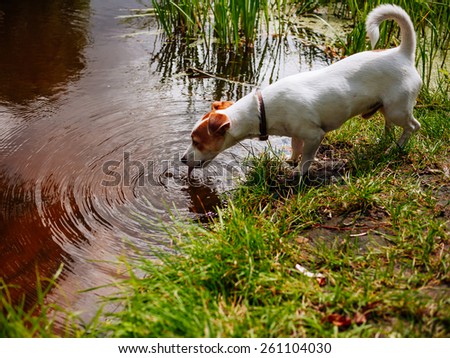 Dog drinking water from the lake