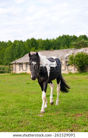 Beautiful horse walking on the meadow in summer time