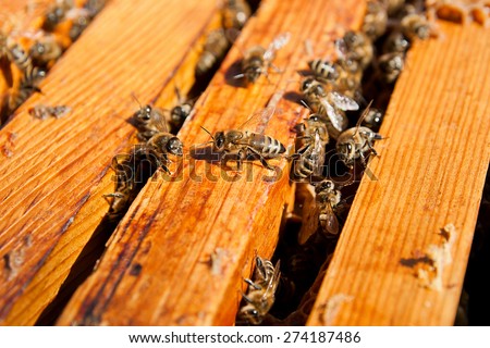 Busy bees, close up view of the working bees on honeycomb. Bees close up showing some animals and honeycomb structure.