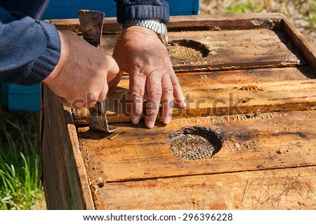 Beekeeper checking a beehive to ensure health of the bee colony or collecting honey.