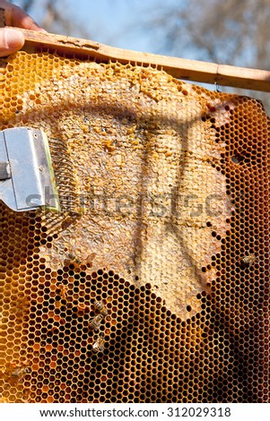 Beekeeper checking a beehive to ensure health of the bee colony or collecting honey. Honey is beekeeping healthy produce. Bee honey collected in the yellow beautiful honeycomb.