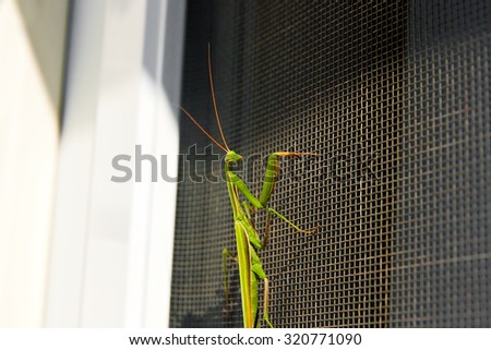 Praying Mantis insect in nature as a symbol of green natural extermination and pest control with a predator that hunts and eats other insects as an icon of entomology biology education.