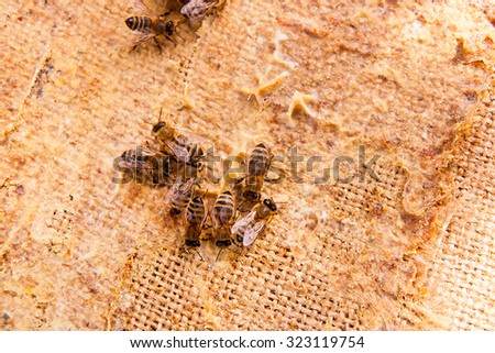 Busy bees, close up view of the working bees. Close up showing some animals on vintage background.