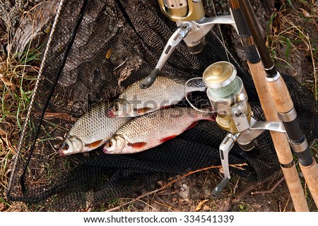 Roach freshwater fish just taken from the water. Catching freshwater fish and fishing rods with fishing reel. Angler equipment - fishing rods, fishing feeder and landing net.