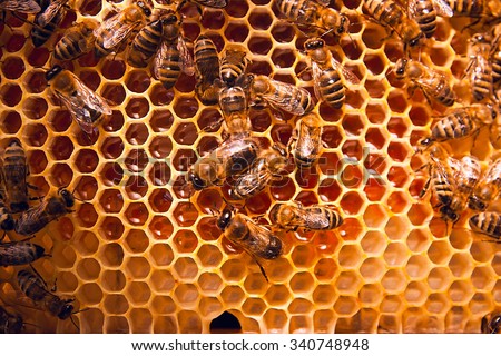 Close up view of the working bees on the honeycomb with sweet honey. Honey is beekeeping healthy produce. Bee honey collected in the yellow beautiful honeycomb.