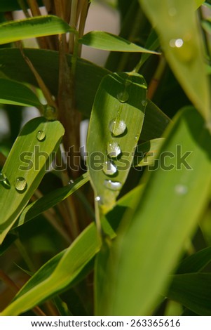 Macro Picture of a wonderful green Bamboo plant with water drops on it