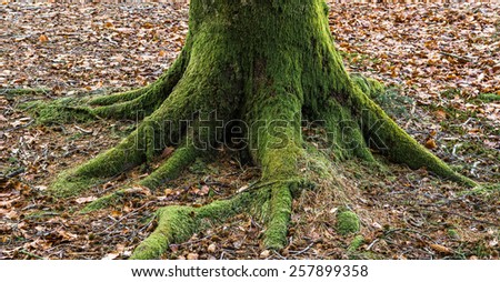 Tree trunk with roots covered in moss