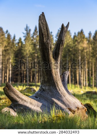 Tree stump in forest clearing
