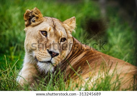 Closeup of lioness lying in the grass with friendly expression