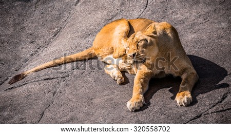 Lioness lies on rock scratching behind the ear