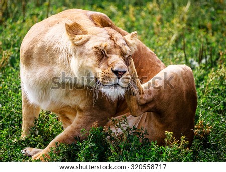 Lioness lies in the grass scratching behind the ear