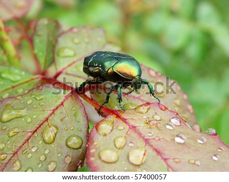 Rose leaf with raindrops and a bug - rose chafer (Cetonia aurata)