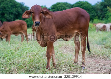 Brahman cattle in a green field