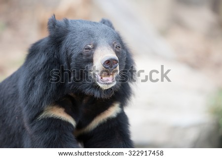 Malayan sun bear, Honey bear