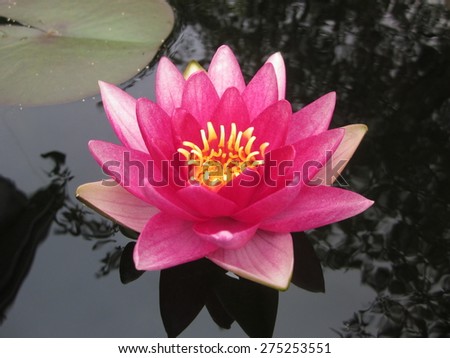 Water lily against dark water