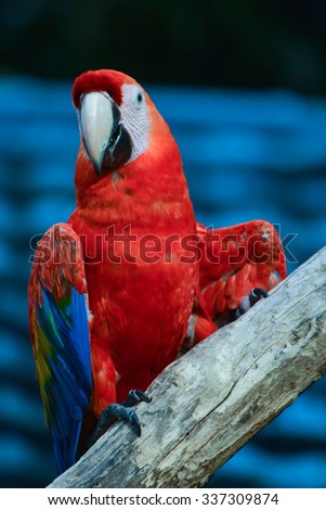Poultry is a family Psittacidae Macaw is a large bird family hookworm. Popular culture because the colors are beautiful, tame and could imitate people.