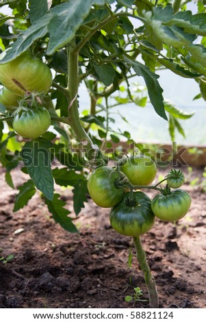 Organically grown tomatoes in the greenhouse. Organic farming.