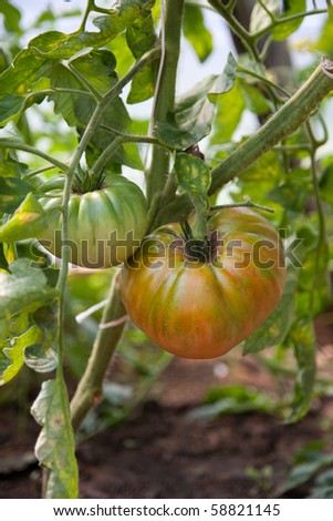 Organically grown tomatoes in the greenhouse. Organic farming.