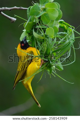 Male Southern Masked Weaver / African Masked Weaver (Ploceus velatus) weaving nest out of grass in Pongola Game Reserve, Kwa-Zulu Natal, South Africa