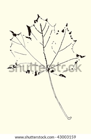 Maple Leaf Drawing