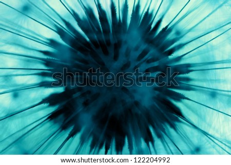 head of dandelion close up in cyan color tone