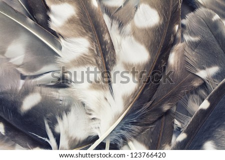 The pen feathers of Boreal Owl background close up. Old stye.