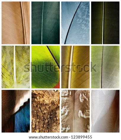 Collage from other pen feather\'s backgrounds close up.