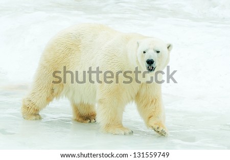 The Polar Bear on ice.