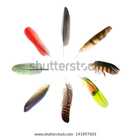 collection of bird\'s feathers in shape of circle