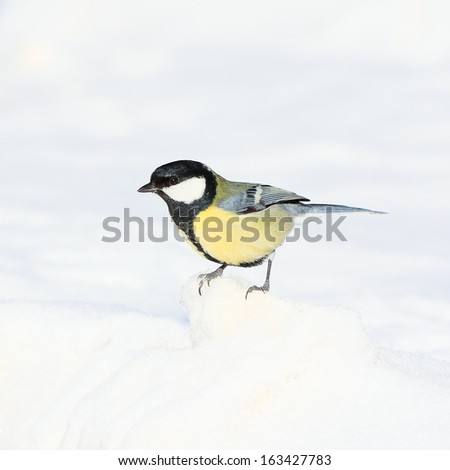great tit on a snow in winter