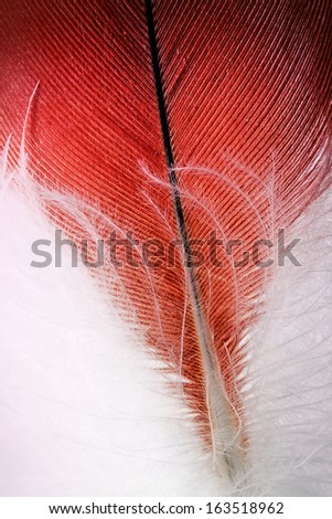 The red feather close up - christmas concept