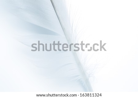 pen feather fragment on white
