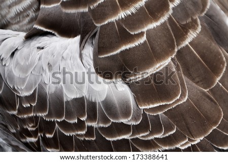 bird\'s plumage background - feathers of wild goose