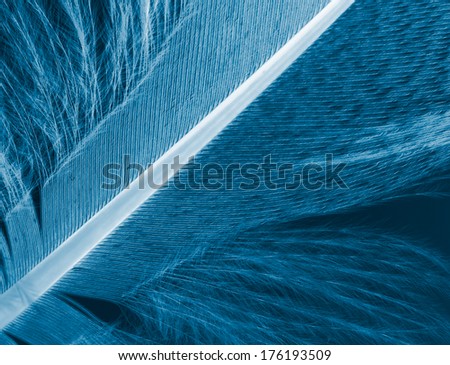 pen feather close up, negative image effect