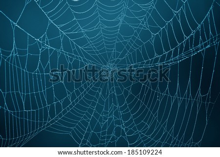 Spider Web in the darkness