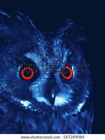 Long-eared Owl (Asio otus) at night