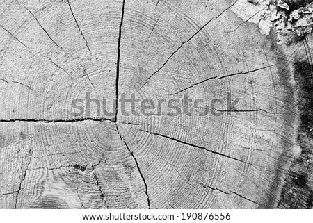 wooden pattern of knotted old board, black and white