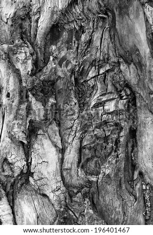 wooden pattern background of an old oak tree, black and white