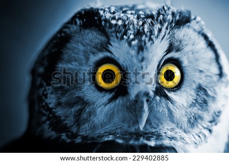 The Boreal Owl at night.