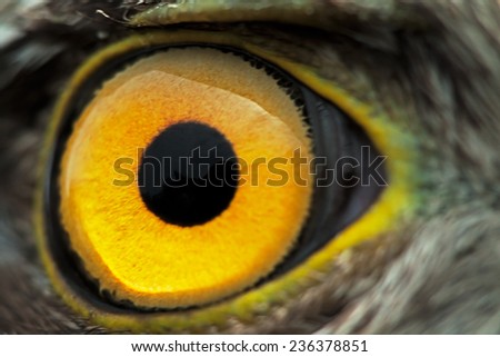 bird eye close-up, macro effect photo of Sparrow Hawk (Accipiter nisus)