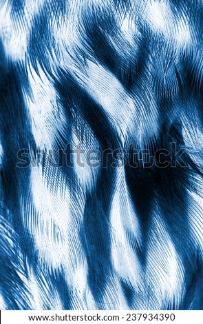 plumage background of Eagle closeup, x-ray effect