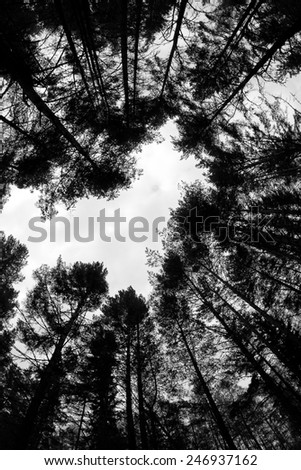 forest - low angle shot in summer, fish eye lens, in the shape of heart, black and white