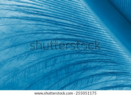 fragment of blue feather close up, x-ray effect