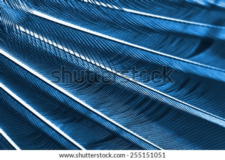 wing of bird close up, x-ray effect