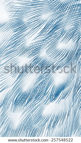 plumage background of bird closeup, x-ray effect