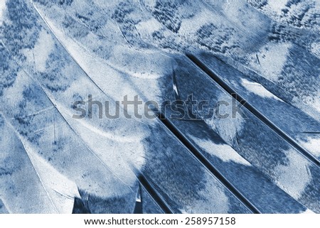 plumage background of bird closeup, x-ray effect