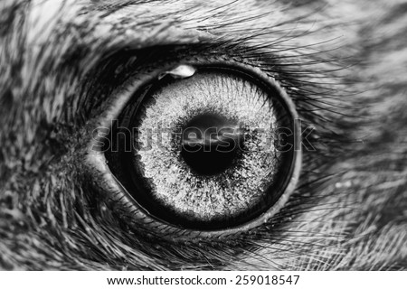 bird eye close-up, macro effect photo of Hen Harrier (Circus cyaneus), black and white photo
